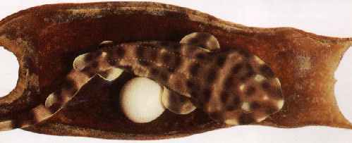 Seven-month-old embryo